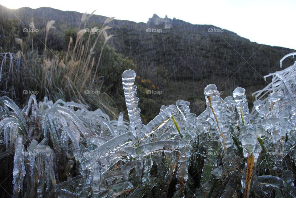 Frozen grass in the forest