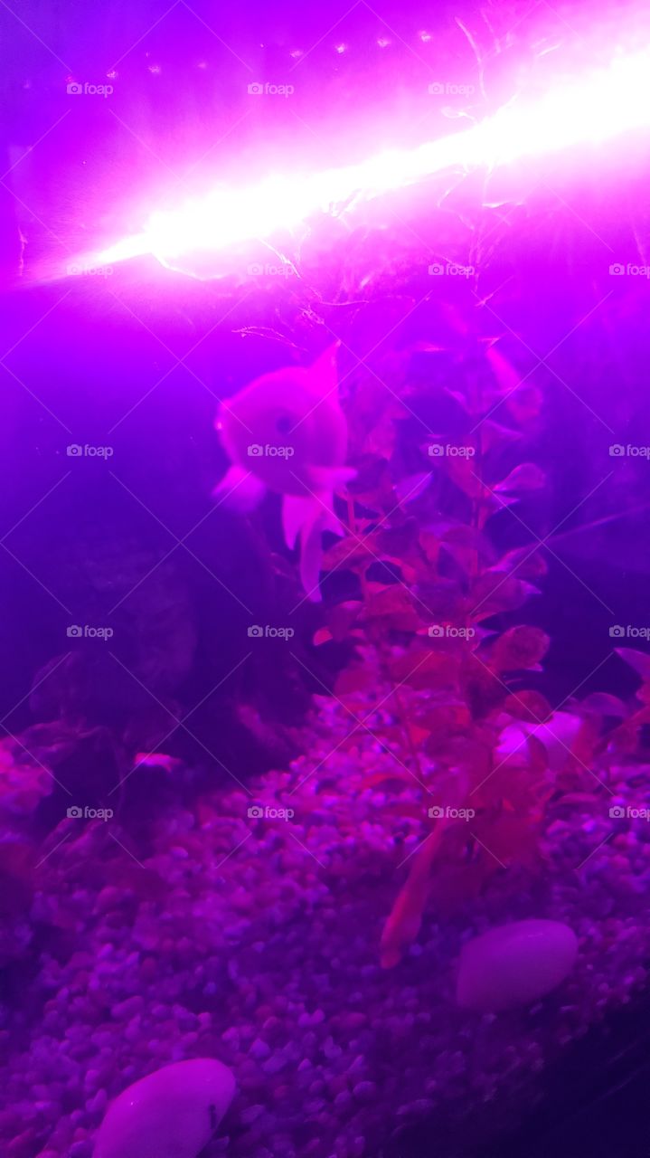 Color Pinks and Fish,