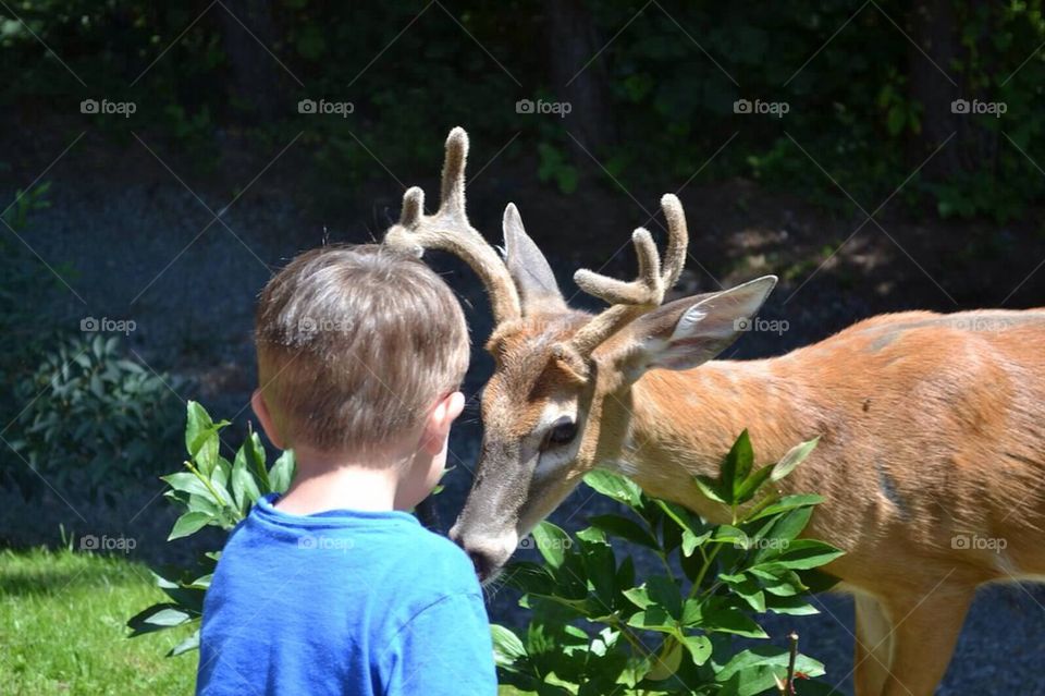 Deer friend