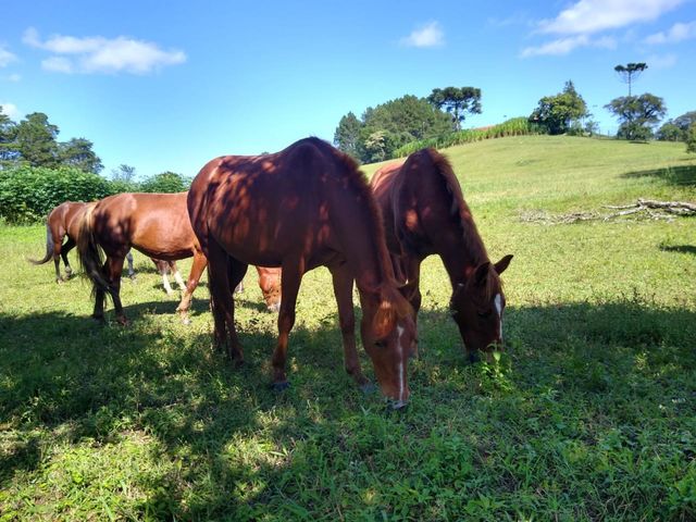 Horses
