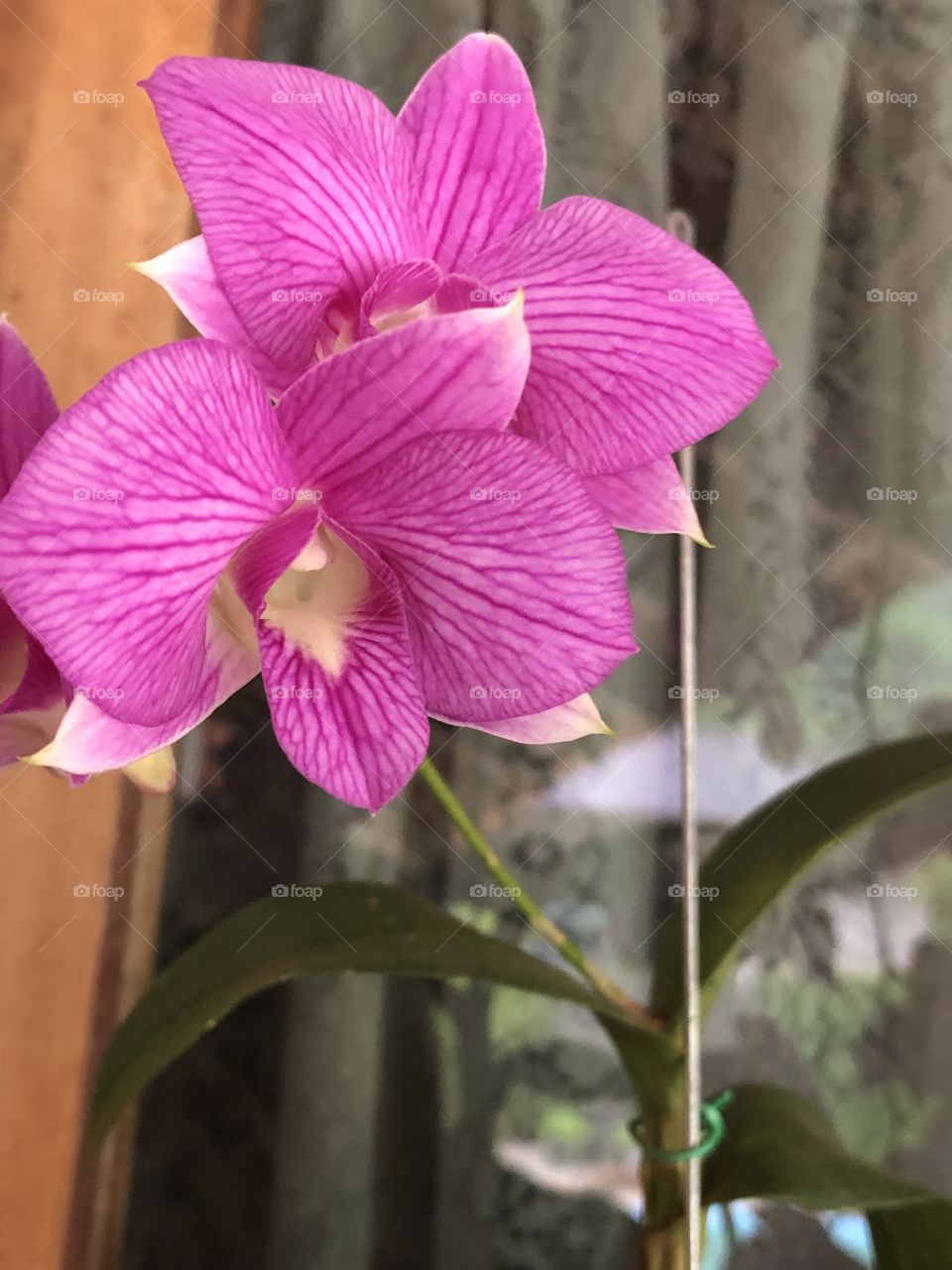 Orquídea rosa pequena de perto