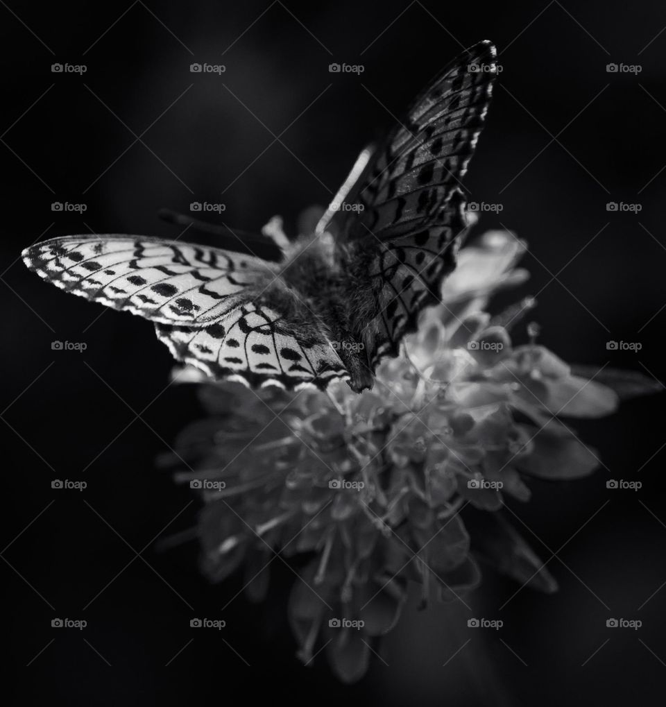 Butterfly B&W