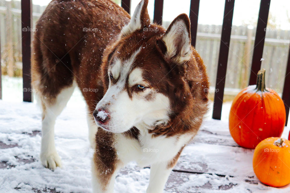 snow nosed husky