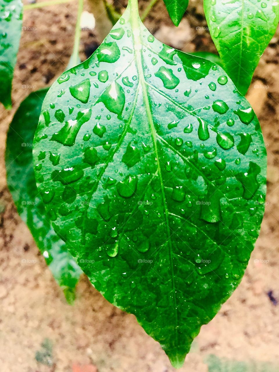 Winter drops on green leaf