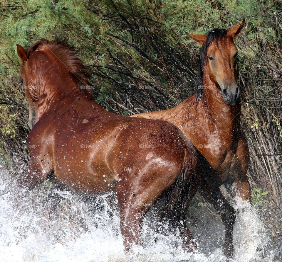 Wild Stallions Making a Splash