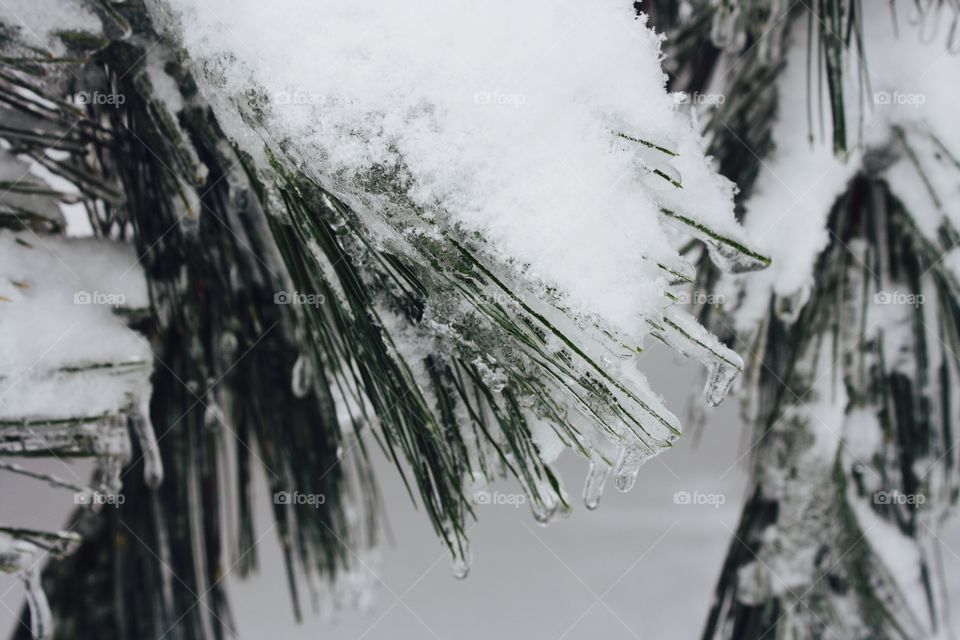 Frozen Pine 