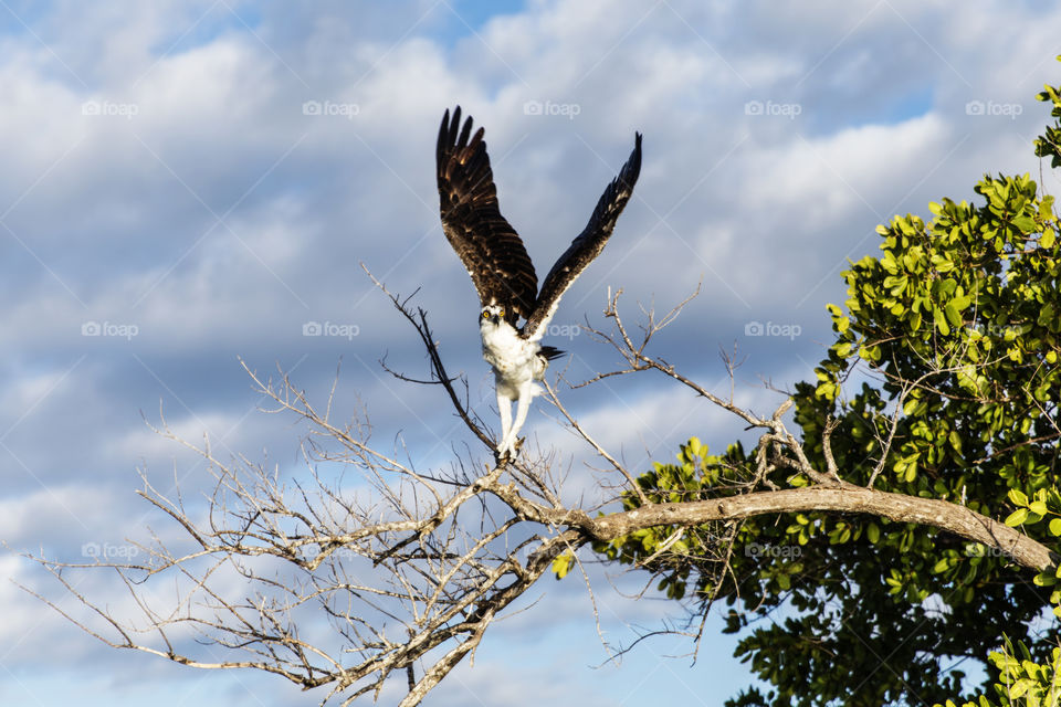 Osprey Flying Away