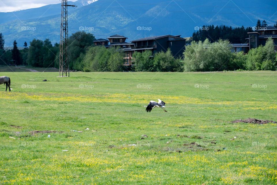 Birds in Motion, Stork