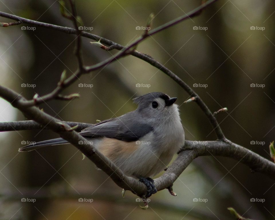 Spring Blooms framing a Graceful Titmouse