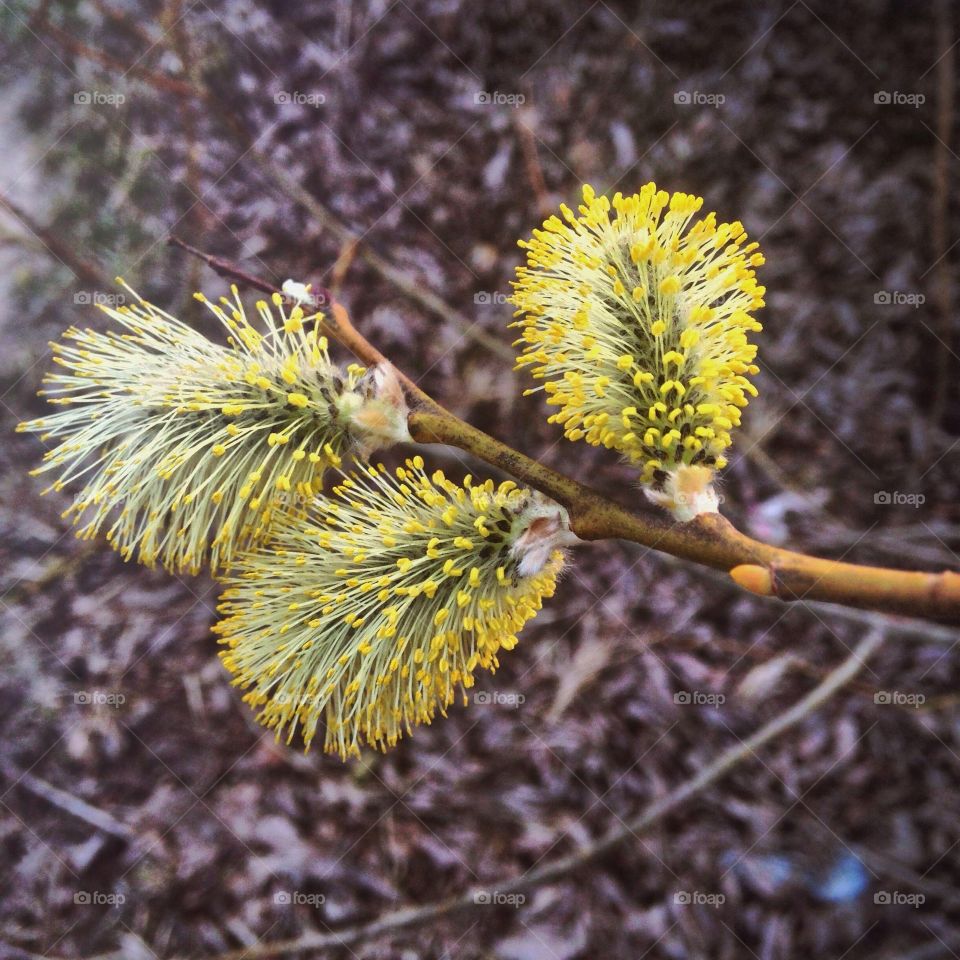 Spring plant