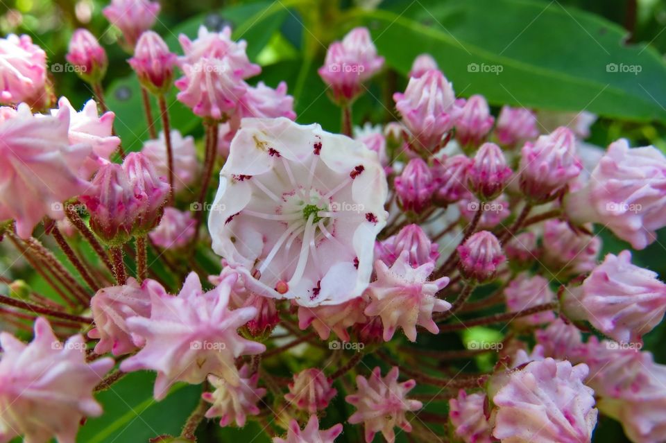 Wild Mountain Laurel 