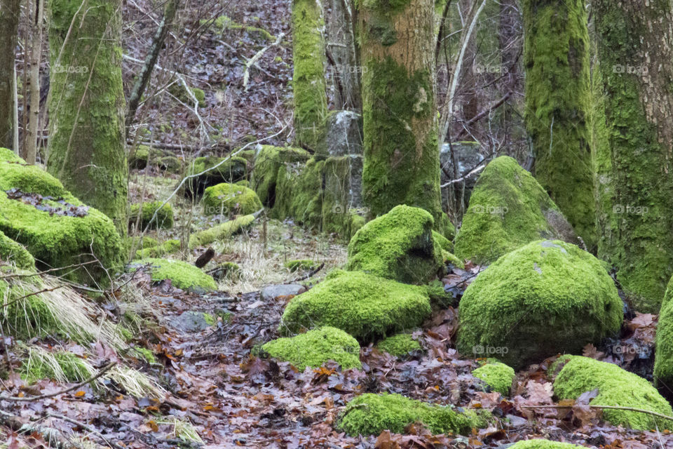Green moss in the forest 