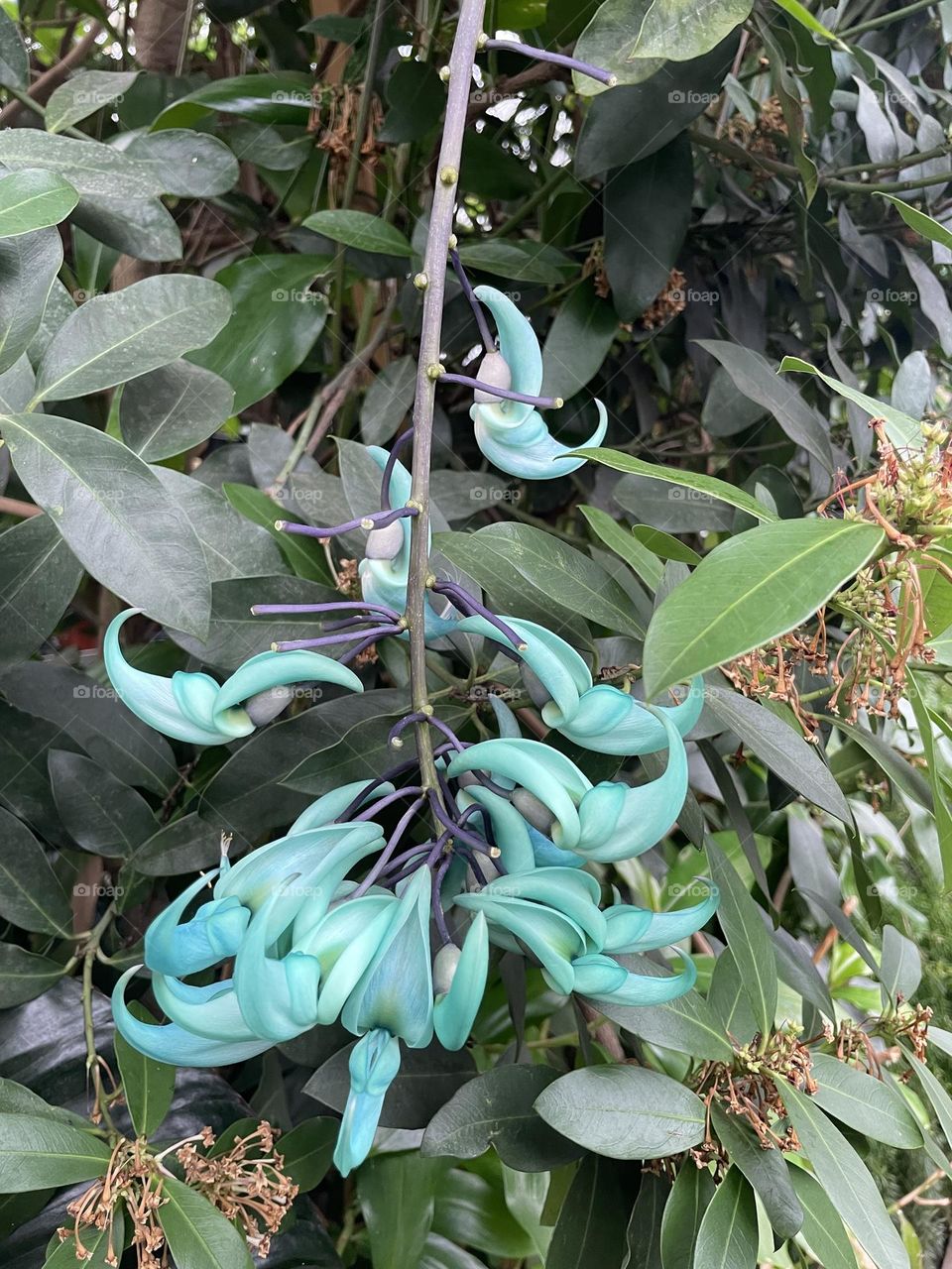 spectacular blooms Strongylodon macrobotrys jade vine