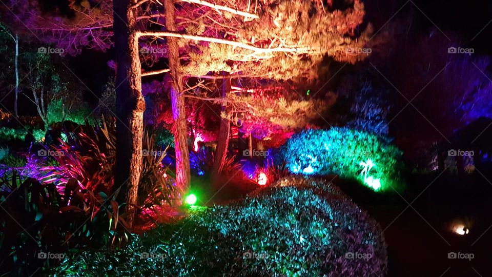 Night Garden with colored lighting
