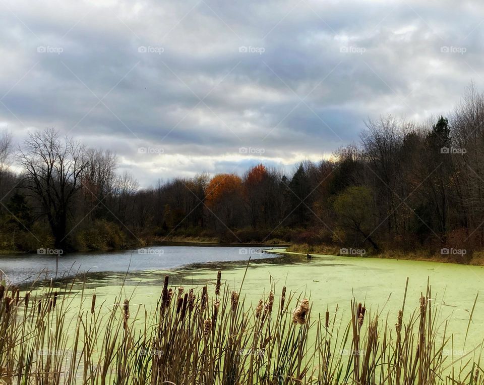 Lake cover in bright green algae surrounded by trees with bright autumn leaves and tall grass under a gray cloudy sky in Michigan