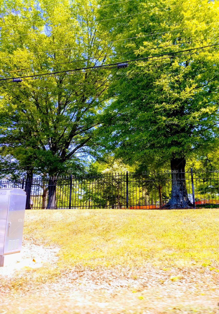 Fall, Tree, Leaf, Nature, Park