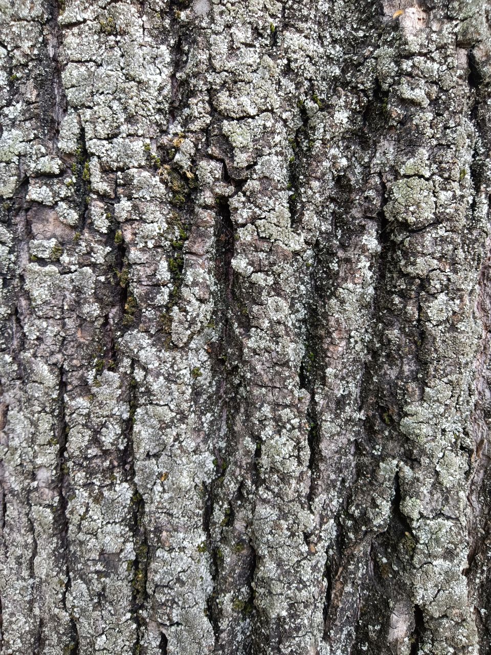 texture tree