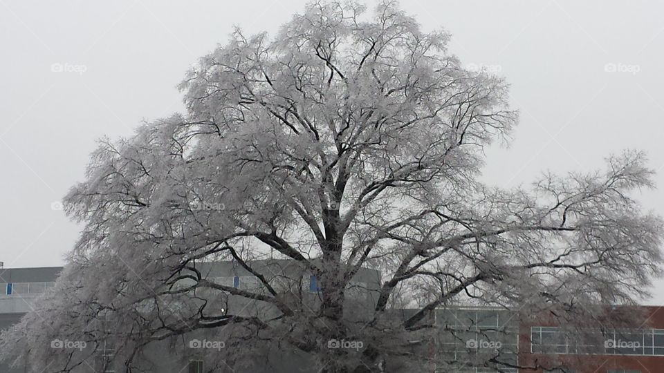 Frozen  Tree. Greenbelt Maryland