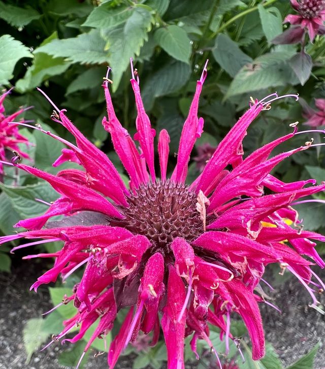 Pink beauty 