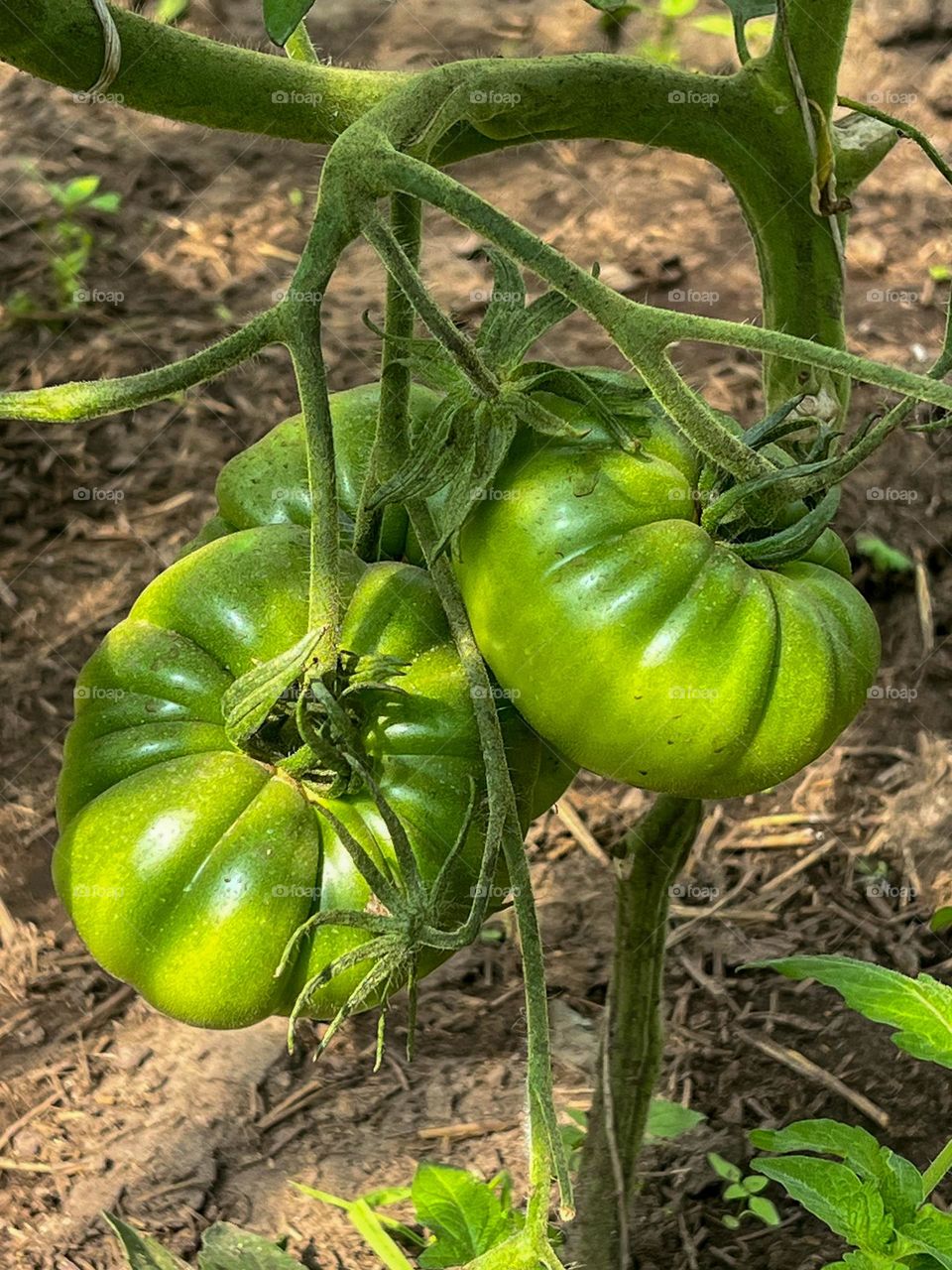 Green tomatoes 