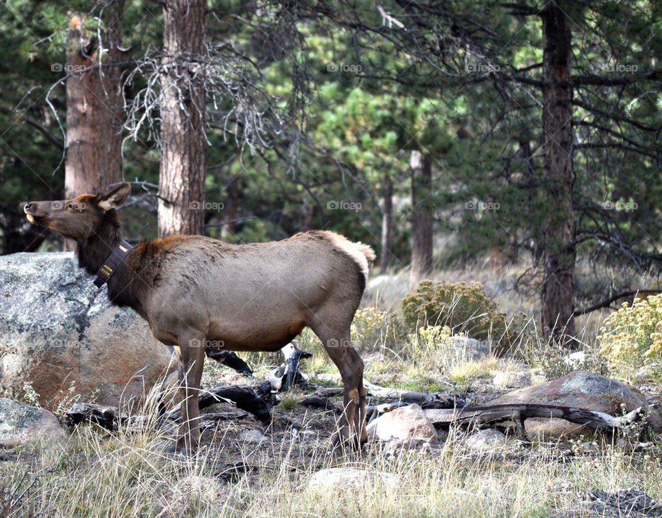 Elk