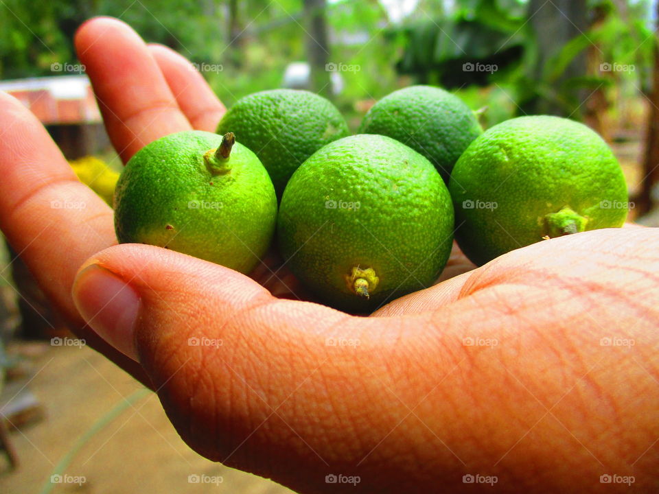 Grapefruit in human hand