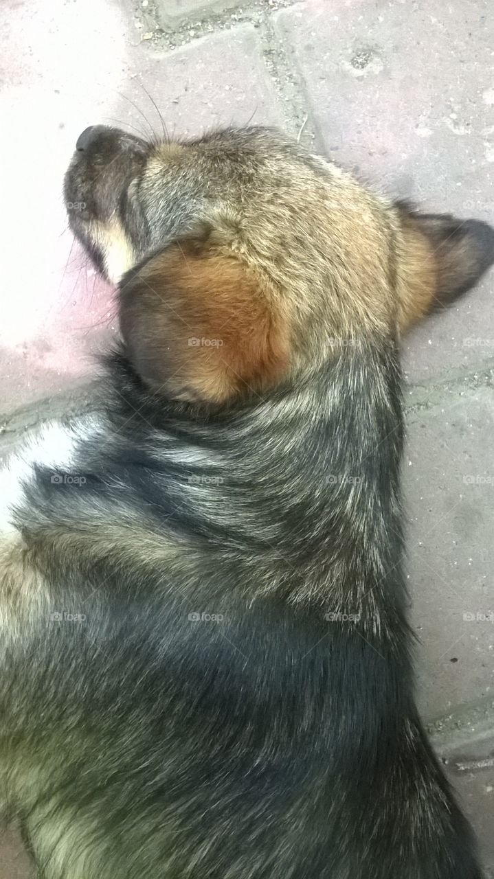 dog sleeping