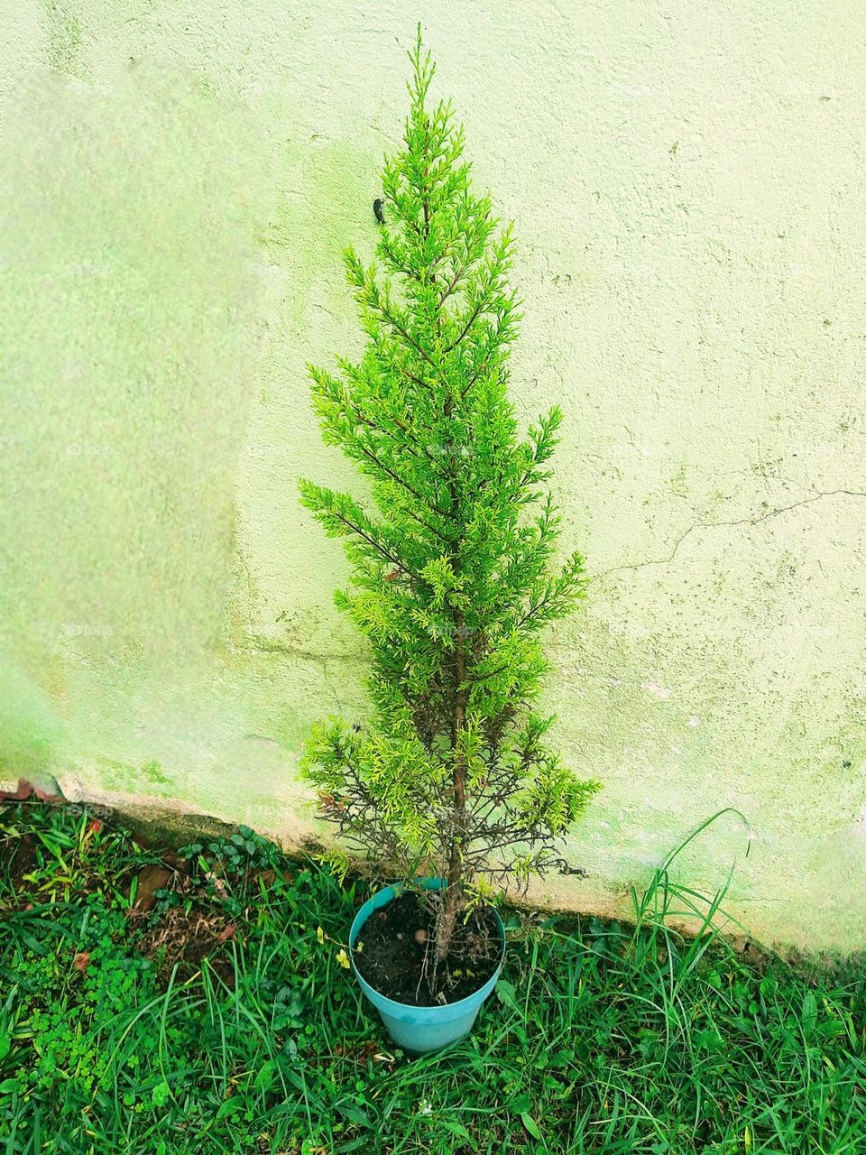 Dutch thuja tree on a vase
