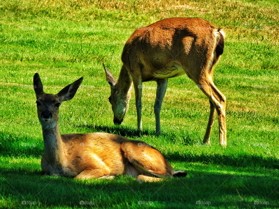 Wild deer grazing in a field in California