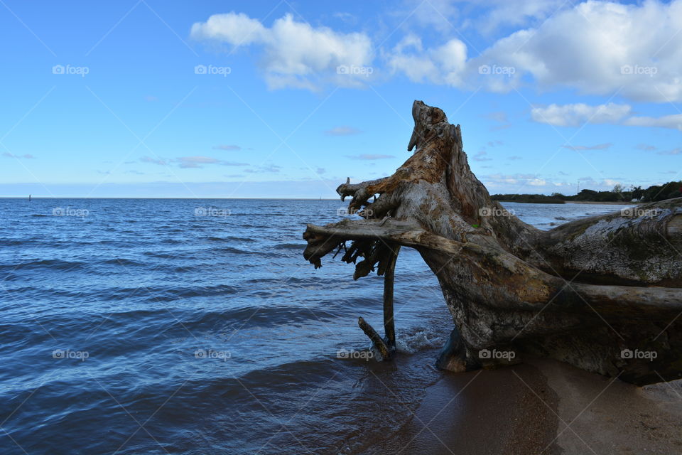 Wood in the sea