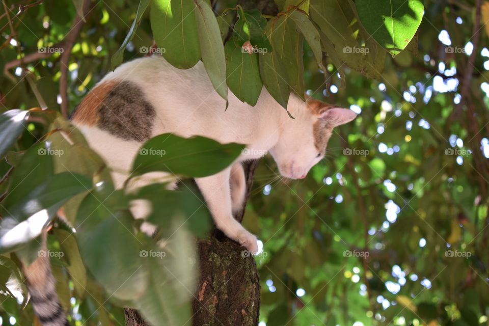 tree climbing cat