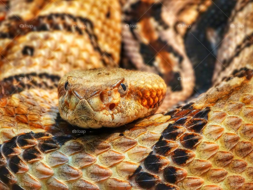 Desert rattlesnake 