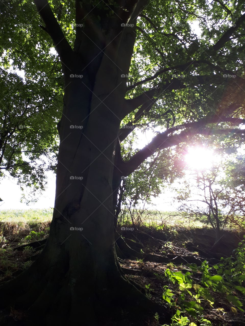 Under A Tree