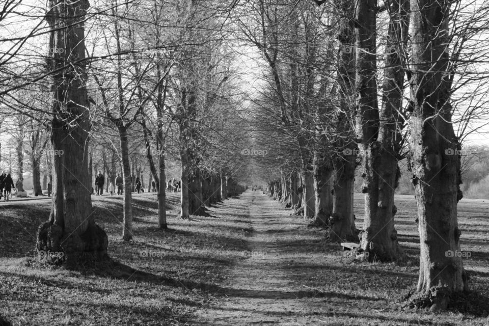 Tree lined path in Trent Park Hertfordshire on Boxing Day. 