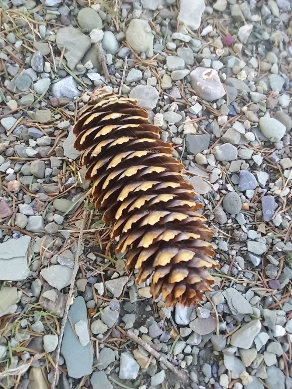 silly pinecone