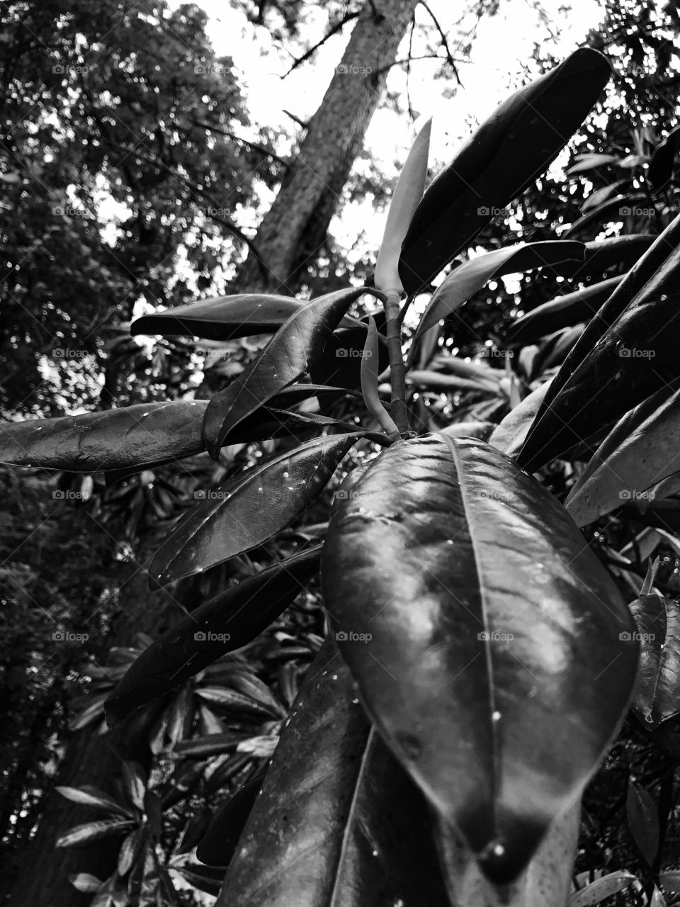 Nice Black n White shot of some thick leaves.