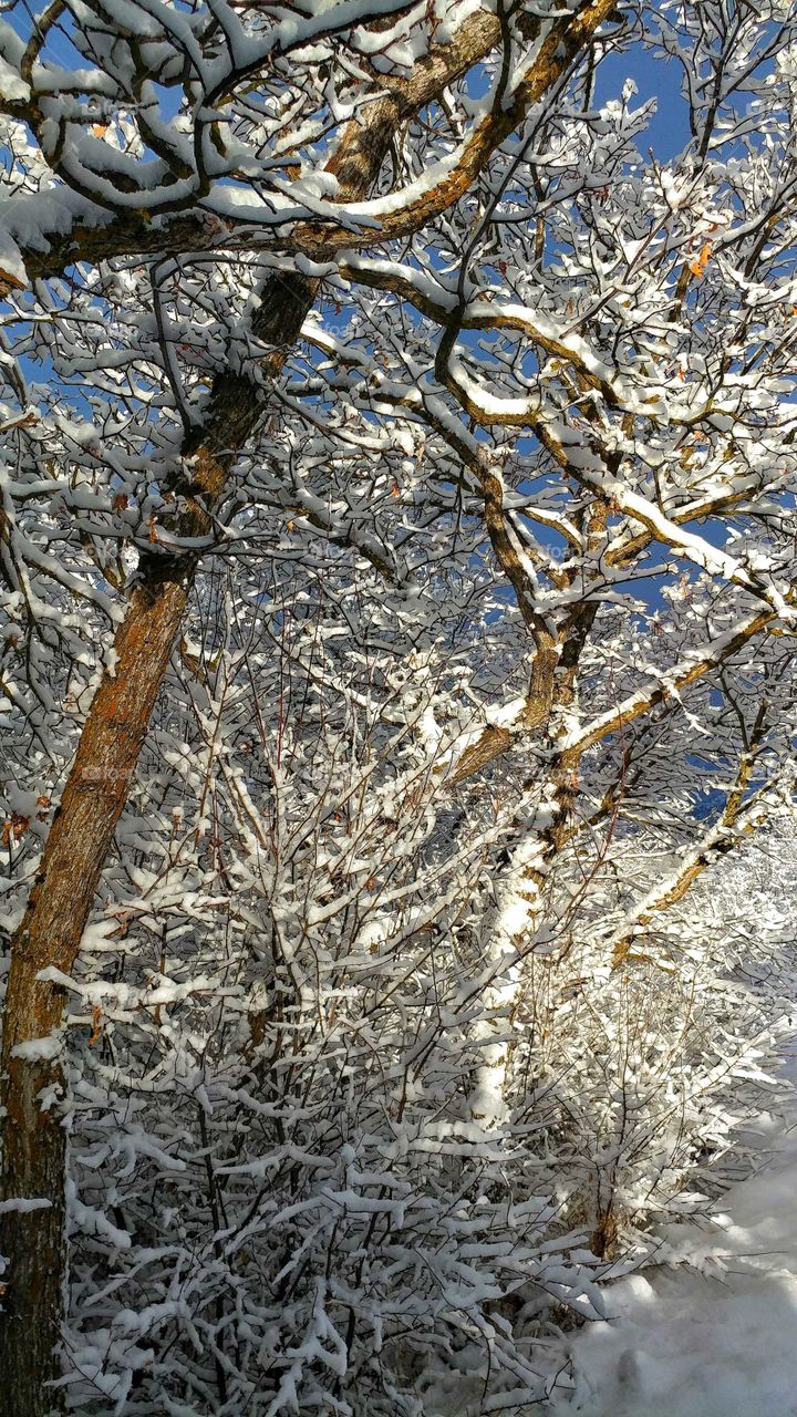 First rays of sun on  snow covered sparkling branches.