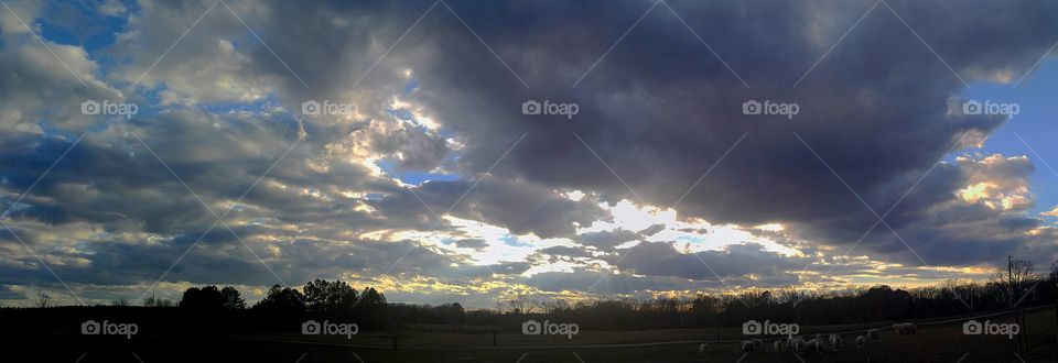 goats with sky