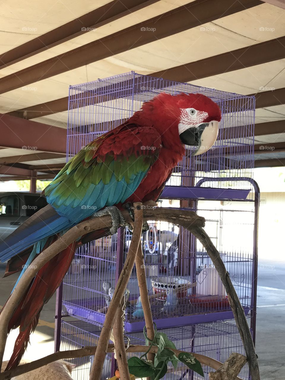 Macaw parrot in cage