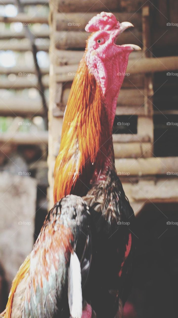 The crowing of the rooster in the morning