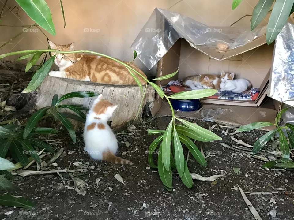 Cats