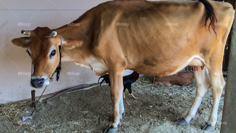 cow