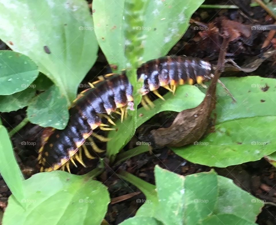 Millipede 