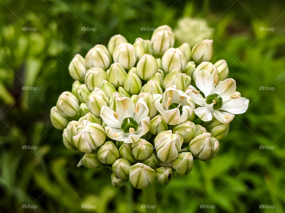 White Wildflowers