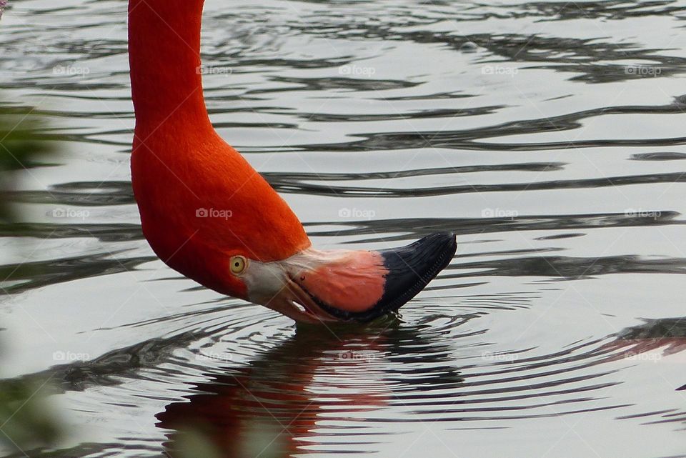 Flamingo in Antwerpen 2
