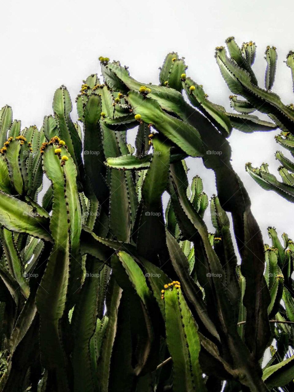 A closeup for  the lively cactus. 
a beautiful green color.