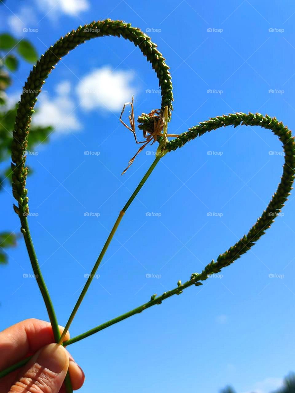 The hand holds a symbol of love - a heart made of green plantain stalks. Against the background of the heart blue sky and white cloud