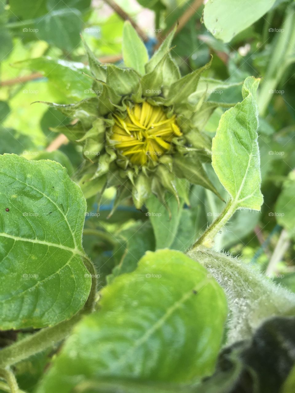 Sun flower 