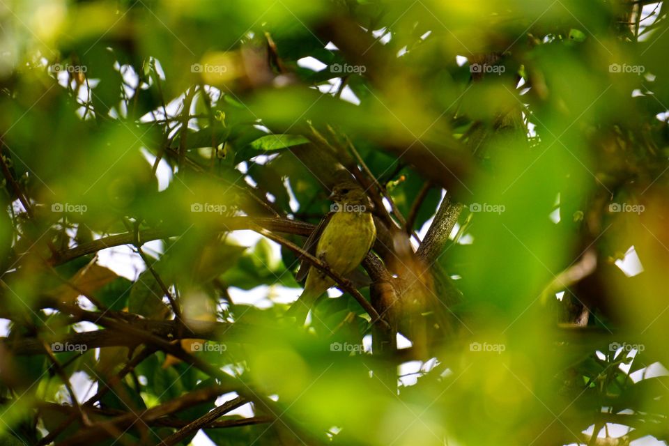 Yellow Warbler Peeks