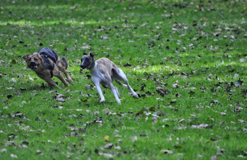 Mammal, Animal, Grass, Dog, Cute